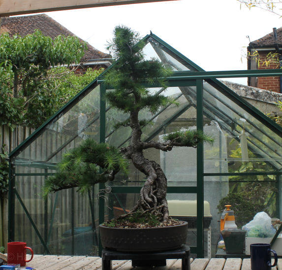 larch bonsai airlayer